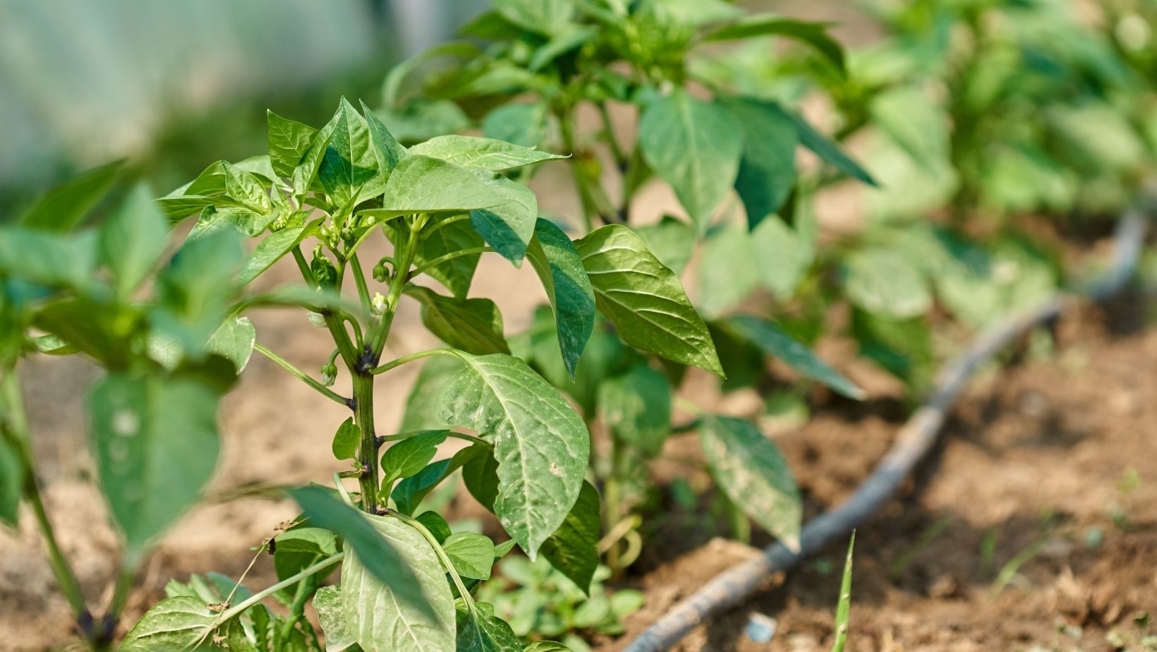 Paprika növényvédelem: megelőzés és védekezés a konyhakertben