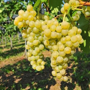 Saszla fehér szőlő