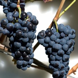 Kékfrankos szőlő