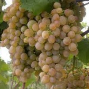 Zala gyöngye szőlő