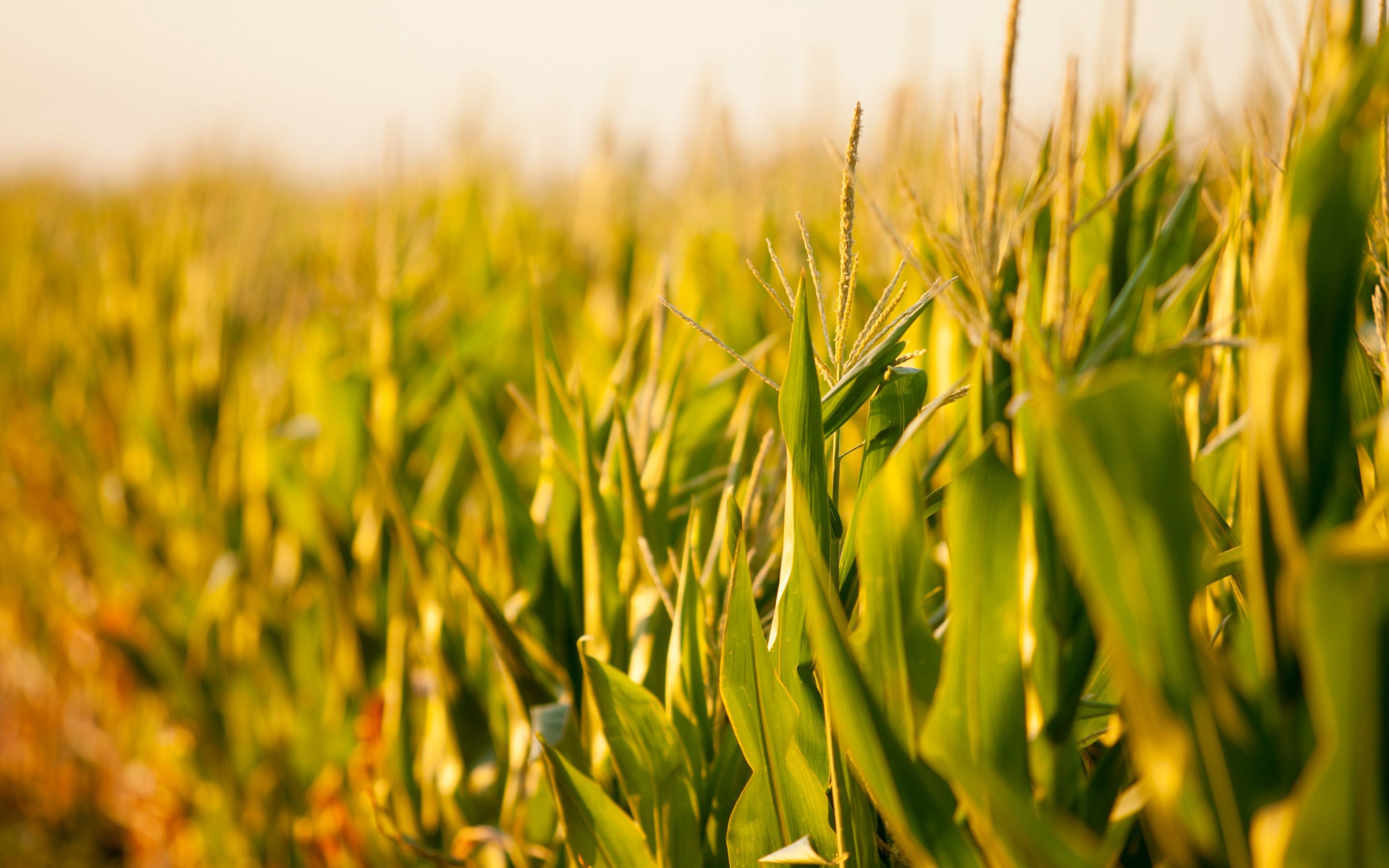 Kukorica nevelése otthon – előnyök és hátrányok őszintén