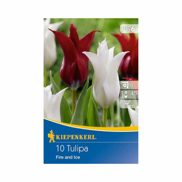 tulipán virághagyma