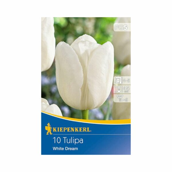 tulipán virághagyma