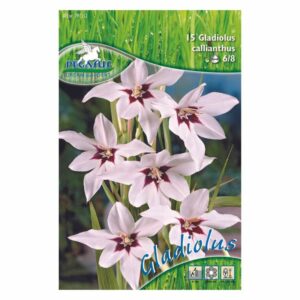 Gladiolus callianthus fehér (Kiepenkerl)